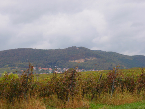 Grape vines in the foreground, Black Forest in the background.